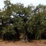 Robin Hood’s tree is the latest iconic site to fall victim to tourists