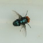 Texas screwworm outbreak has local animal shelters, rescues planning next steps