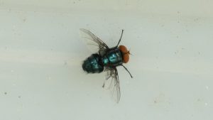 Texas screwworm outbreak has local animal shelters, rescues planning next steps