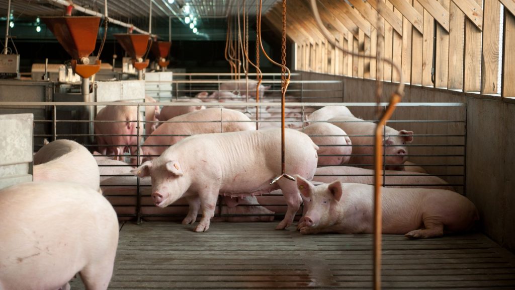 The $30M fight over pigs, pork and state power