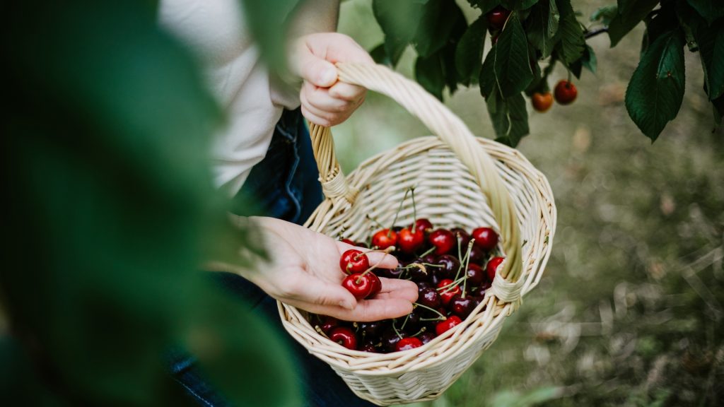 Fruit farmers still feeling fallout from April freeze that killed their crops