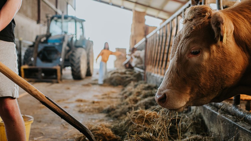 A flesh-eating screwworm is back in the U.S. Here’s why officials aren’t panicking
