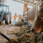 A flesh-eating screwworm is back in the U.S. Here’s why officials aren’t panicking