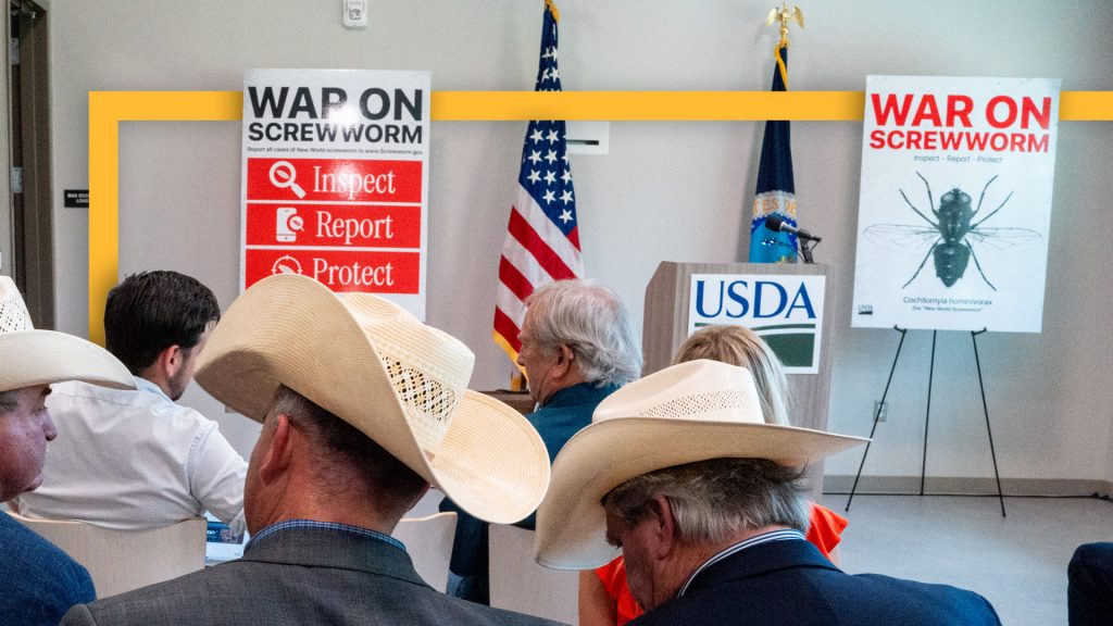 Why an eradicated parasite is back in the American Southwest