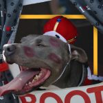 Who gets to own a pit bull? Cities lift restrictions but landlords still limit pet choices