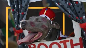 Who gets to own a pit bull? Cities lift restrictions but landlords still limit pet choices