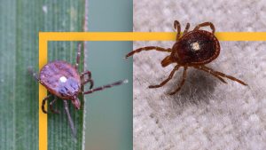 Why the tick population is increasing — and diseases are spreading  — in different areas