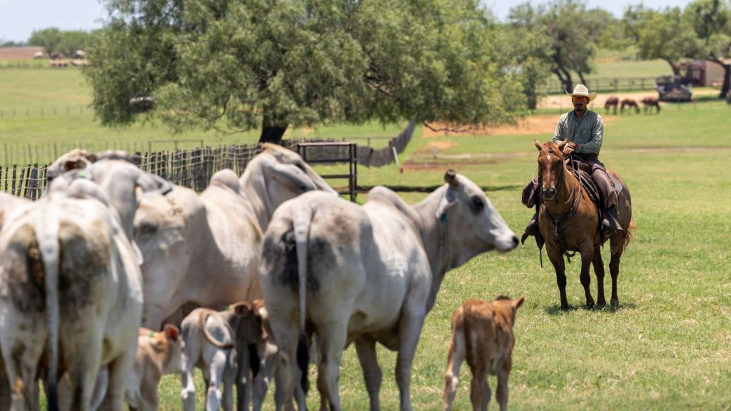Mexican cattle will return to US despite doubts about screwworm response