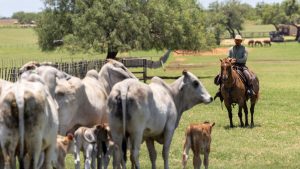 Mexican cattle will return to US despite doubts about screwworm response