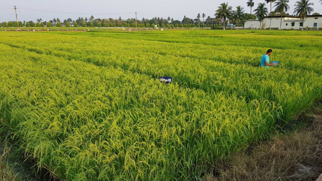 Arsenic remains a persistent challenge for the rice industry