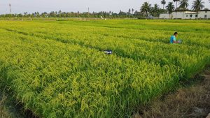 Arsenic remains a persistent challenge for the rice industry
