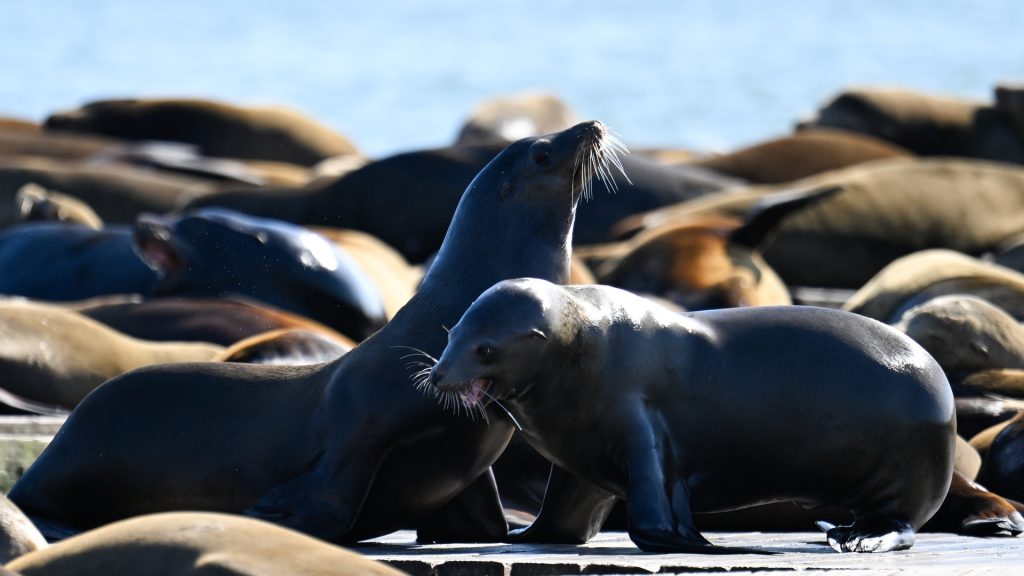 Social media is becoming a powerful tool against animal cruelty