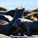 Social media is becoming a powerful tool against animal cruelty