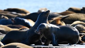 Social media is becoming a powerful tool against animal cruelty