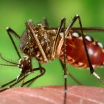 Going out for Fourth of July festivities? Bring the bug spray, says the CDC