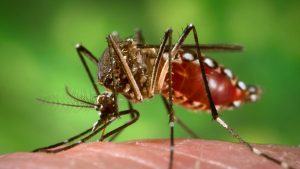 Going out for Fourth of July festivities? Bring the bug spray, says the CDC