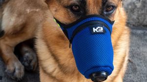Protecting yourself during the wildfire smoke? Don’t forget your dog.