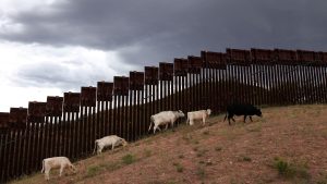Arizona cattle port reopens days after screwworm hits neighboring Sonora