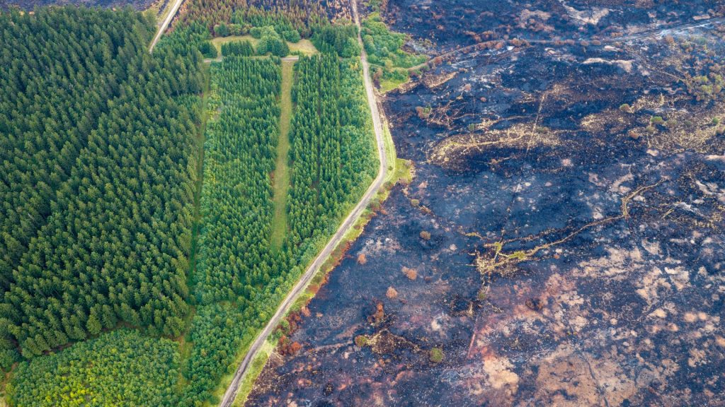 Will scrapping forest road rules help fight wildfires? The science is complicated