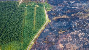 Will scrapping forest road rules help fight wildfires? The science is complicated