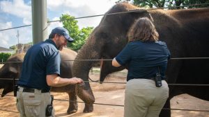 Breakthrough vaccine shows promise against deadly elephant virus