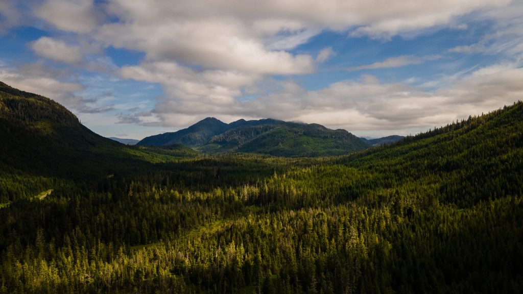 Trump moves to open 44 million forest acres to roads, logging, citing wildfire risk