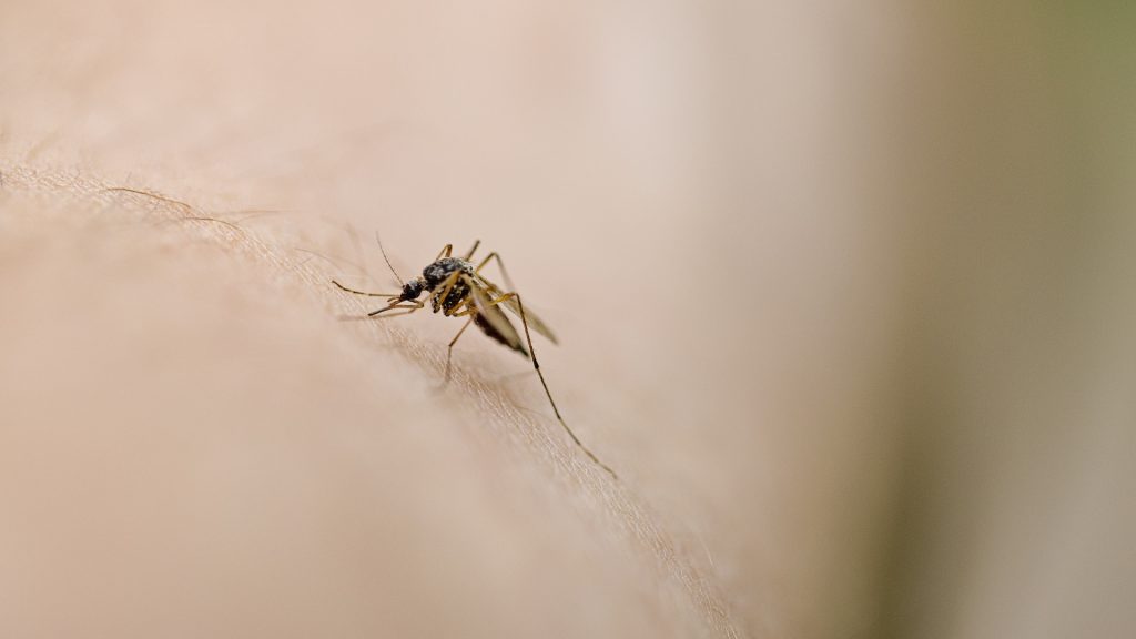 Are you a mosquito magnet? It might be because of how you smell
