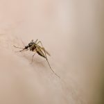 Are you a mosquito magnet? It might be because of how you smell
