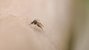 Are you a mosquito magnet? It might be because of how you smell