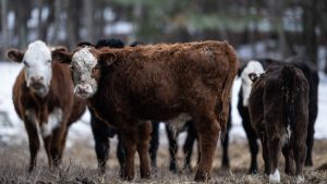 Trump says he wants to let ranchers process their own food. This is what agriculture groups have to say