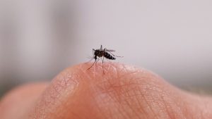 What the first local dengue case in Virginia means for Americans