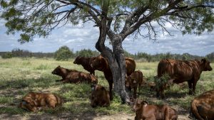 Trump to waive tariffs to boost beef imports. Ranchers say it’ll hurt more than help