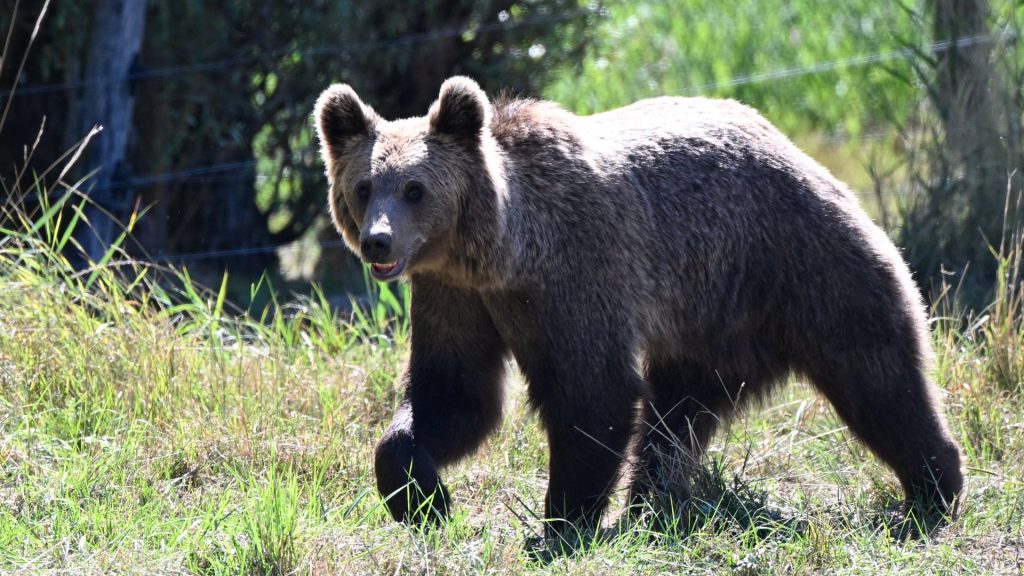 Bear sightings are on the rise. Drought conditions are likely to blame