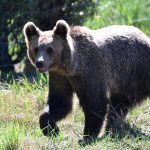 Bear sightings are on the rise. Drought conditions are likely to blame