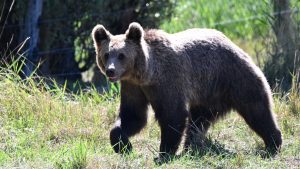 Bear sightings are on the rise. Drought conditions are likely to blame