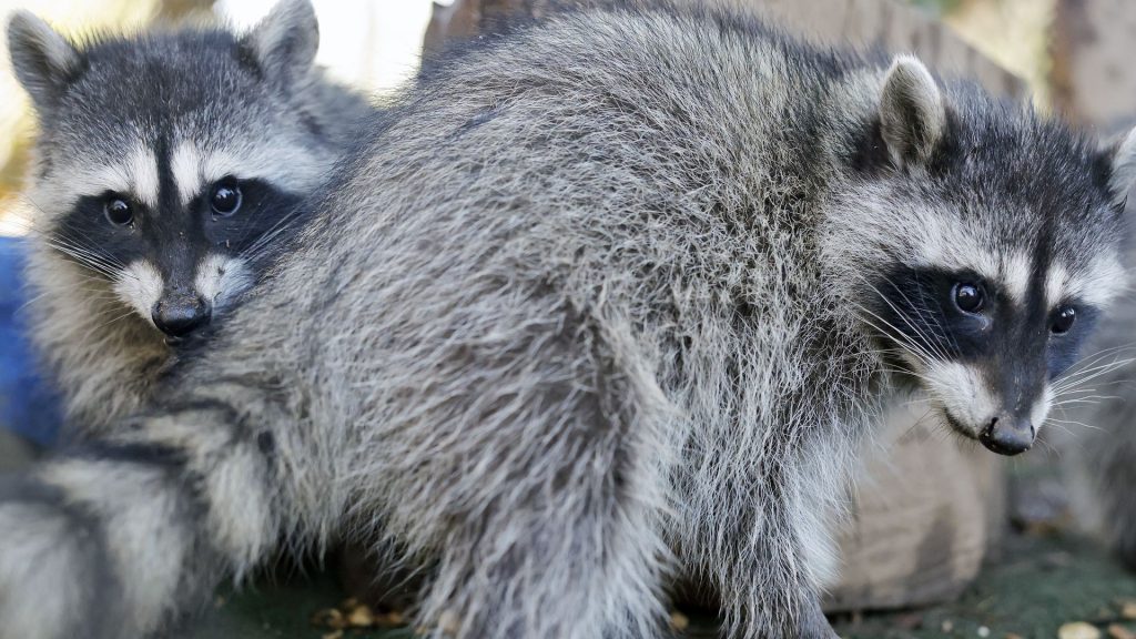 Internet-famous raccoons want your snacks. Here’s why you shouldn’t share