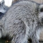Internet-famous raccoons want your snacks. Here’s why you shouldn’t share