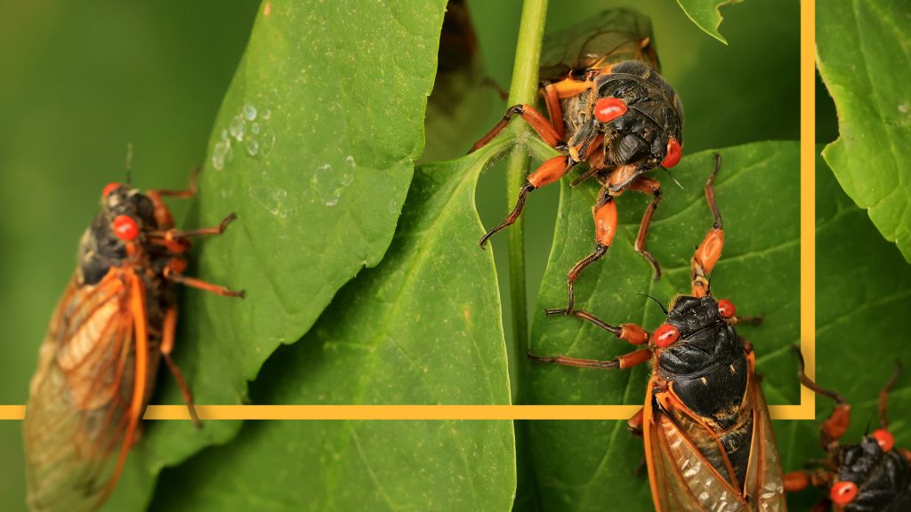 Despite habitat restoration, those once-in-17-year cicada broods still face extinction