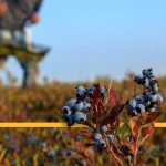 What happens to the food supply when farm aid offices vanish?