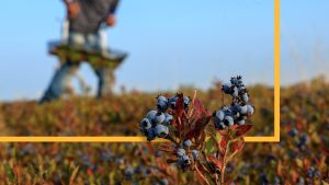 What happens to the food supply when farm aid offices vanish?