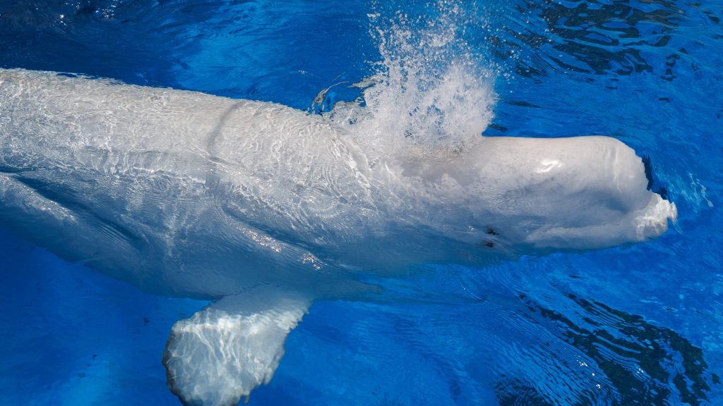 Shedd Aquarium received 10 whales from Canada. Three of them have now died