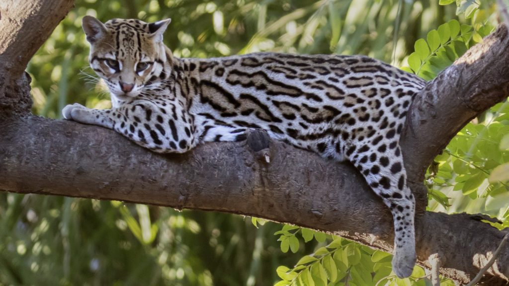 Trump administration cutting more endangered species protections: Report