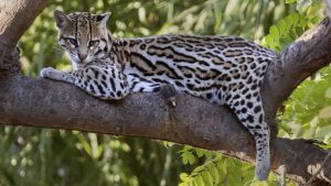 Trump administration cutting more endangered species protections: Report