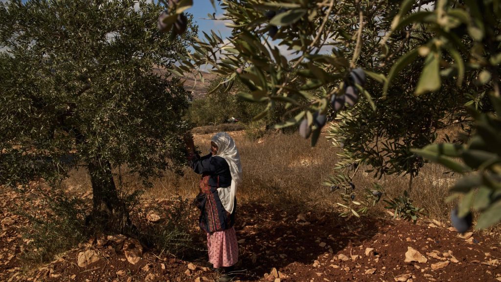Olive harvest season, Israeli elections bring sharp increase in attacks on Palestinians in West Bank
