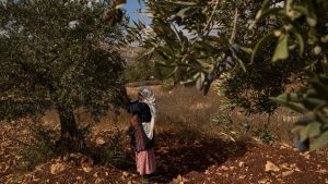 Olive harvest season, Israeli elections bring sharp increase in attacks on Palestinians in West Bank