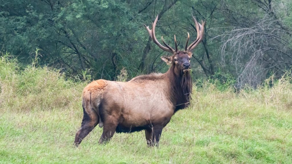 Long eradicated in US, New World screwworm detected in Texas wildlife