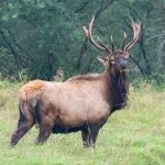 Long eradicated in US, New World screwworm detected in Texas wildlife