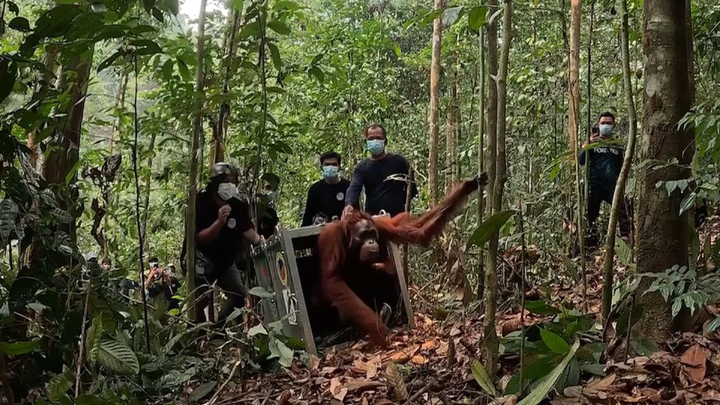 Eight rescued orangutans return to the wild after Indonesia’s devastating fires