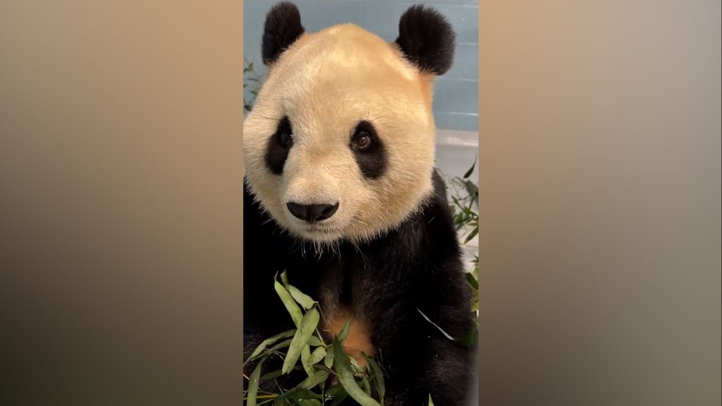 Zoo Atlanta gives first look at new giant pandas Fu Shuang and Ping Ping