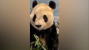 Zoo Atlanta gives first look at new giant pandas Fu Shuang and Ping Ping
